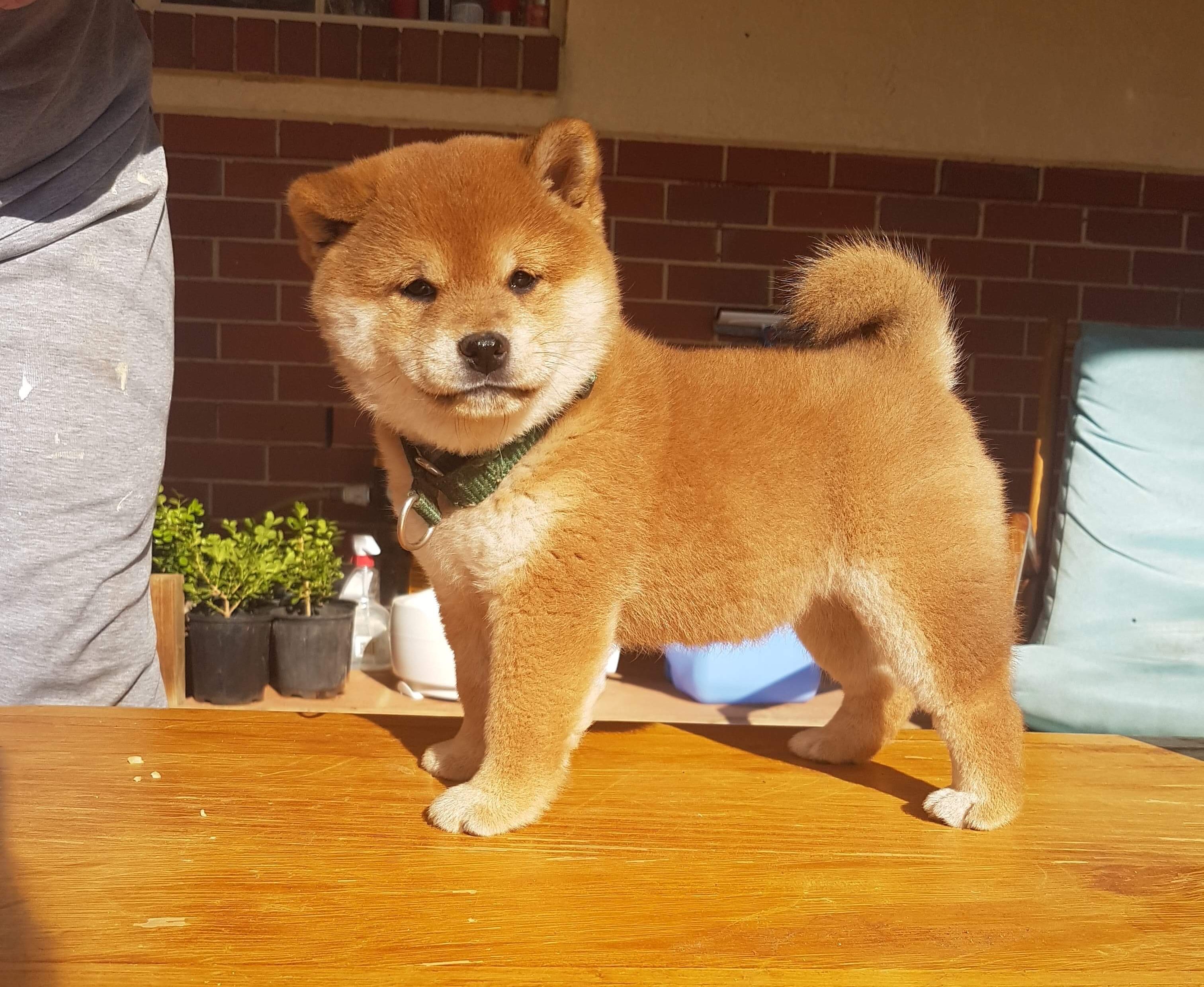 How to get Shiba Inu Puppies - Shiba Inu New Zealand