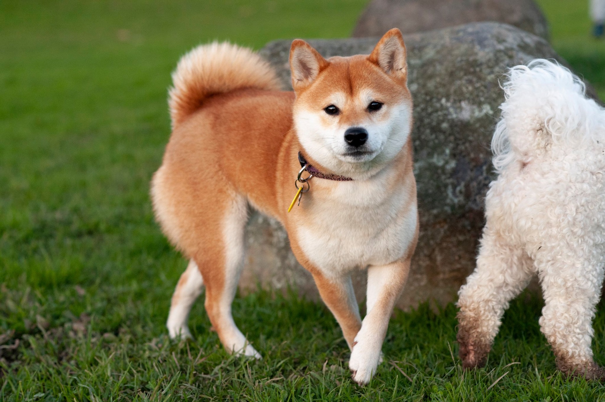 Shiba Inu New Zealand Resources Tips And Tricks